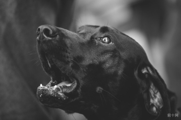 英格兰犬的故事,英格兰故事