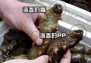海参道地吃法 (海参好不好吃的秘诀)