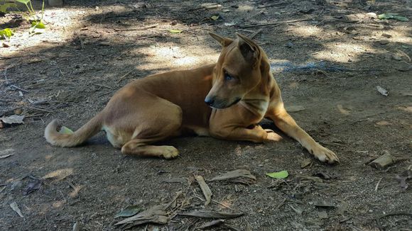 各个国家的土狗图片,20个国家土狗图片