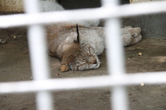 湘潭和平公园动物园星期天开放吗,湘潭市动物园的近况