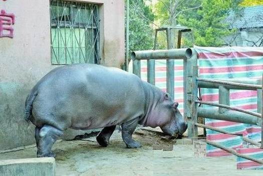 湘潭和平公园动物园星期天开放吗,湘潭市动物园的近况