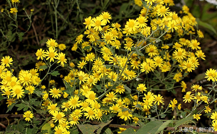 野菊花七彩菊花,野菊花观赏
