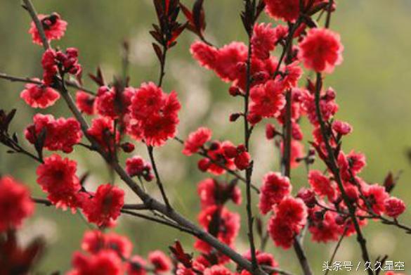 三大生肖的婚姻与命运,命中有三个婚姻的生肖