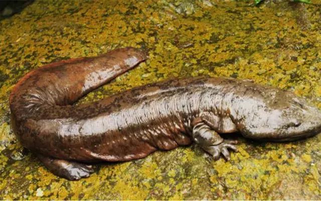 中国最便宜的大鱼怎么做才好吃,最好吃的野生大鱼