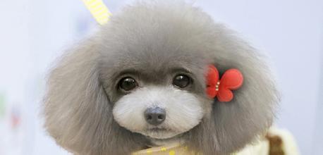 养宠物能够减少过敏哮喘的概率吗,宠物过敏的脱敏治疗