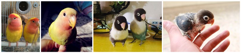 新手养牡丹鹦鹉养一只还是一对好,牡丹鹦鹉从小怎么养比较聪明