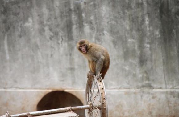 湘潭和平公园动物园星期天开放吗,湘潭市动物园的近况