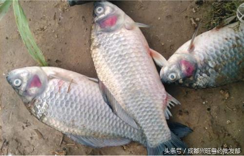 草鱼病毒性出血病死亡数量的变化,草鱼病毒性出血病用什么药好