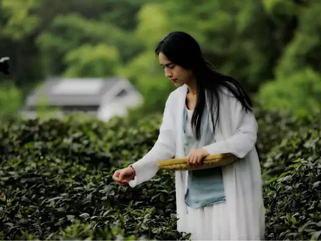 开学啦英语怎么学,学习茶学的好处