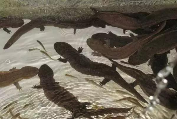 中国最便宜的大鱼怎么做才好吃,最好吃的野生大鱼