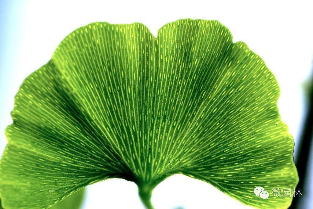 园博馆科普讲座丨植物的秘密与功能