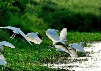 园博馆科普讲座丨植物的秘密与功能