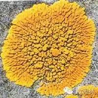 园博馆科普讲座丨植物的秘密与功能