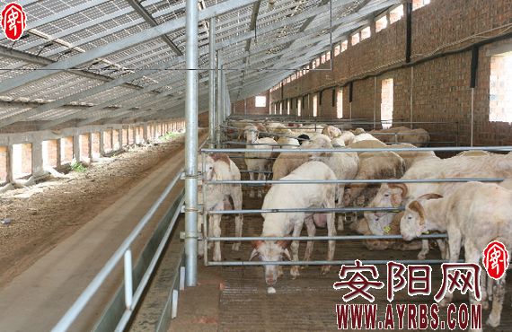 安日照伏,安日照伏政策