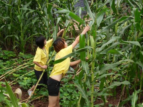 大学生村官4年减少10万人，近一半人选择离开，为什么？