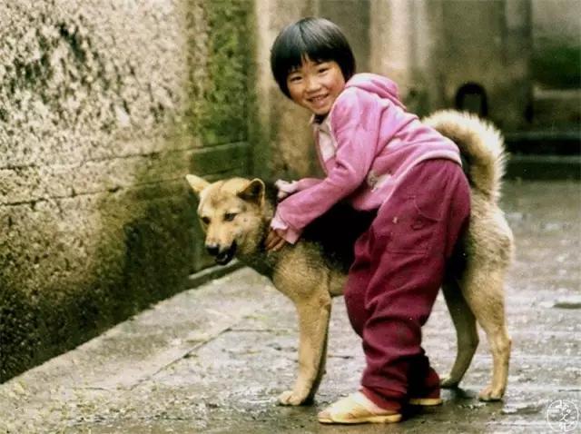 土狗再忠心也比不了宠物狗,为什么土狗越来越遭人嫌弃