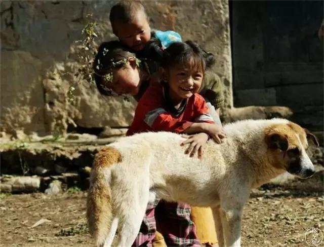 土狗再忠心也比不了宠物狗,为什么土狗越来越遭人嫌弃