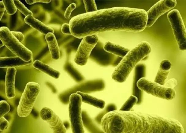 如何选正确狗狗粮,选好狗狗的六种技巧