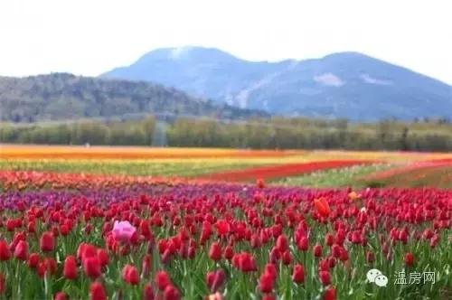 温哥华劳斯莱斯,温哥华买劳斯莱斯视频