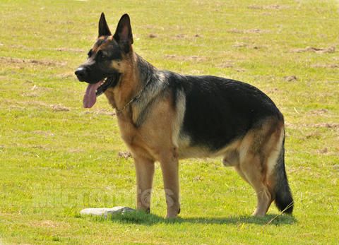 各个国家的土狗图片,20个国家土狗图片