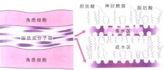 玩命儿补水还是感觉肌肤紧绷绷？也许该斟酌试试这些护肤品了