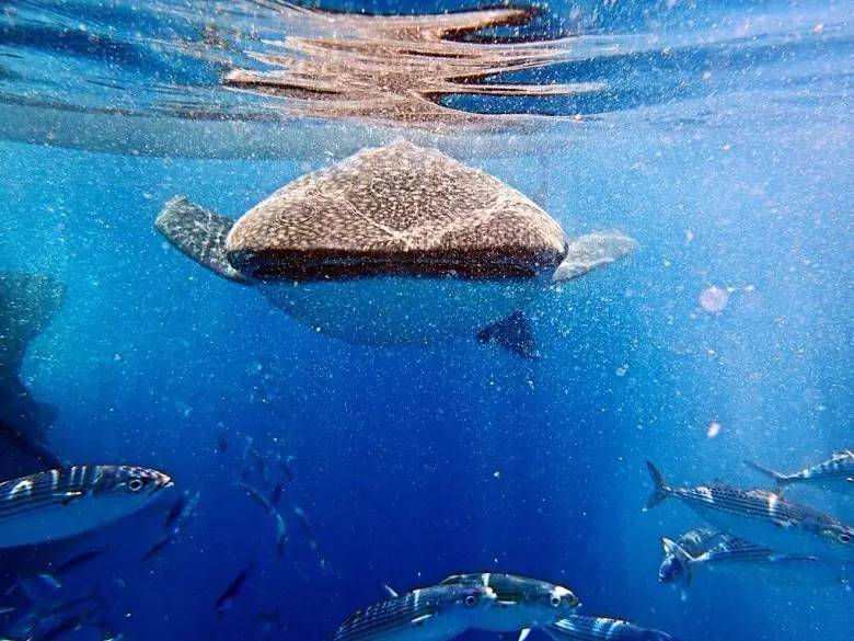 月薪3000的tiffany蓝钻岛