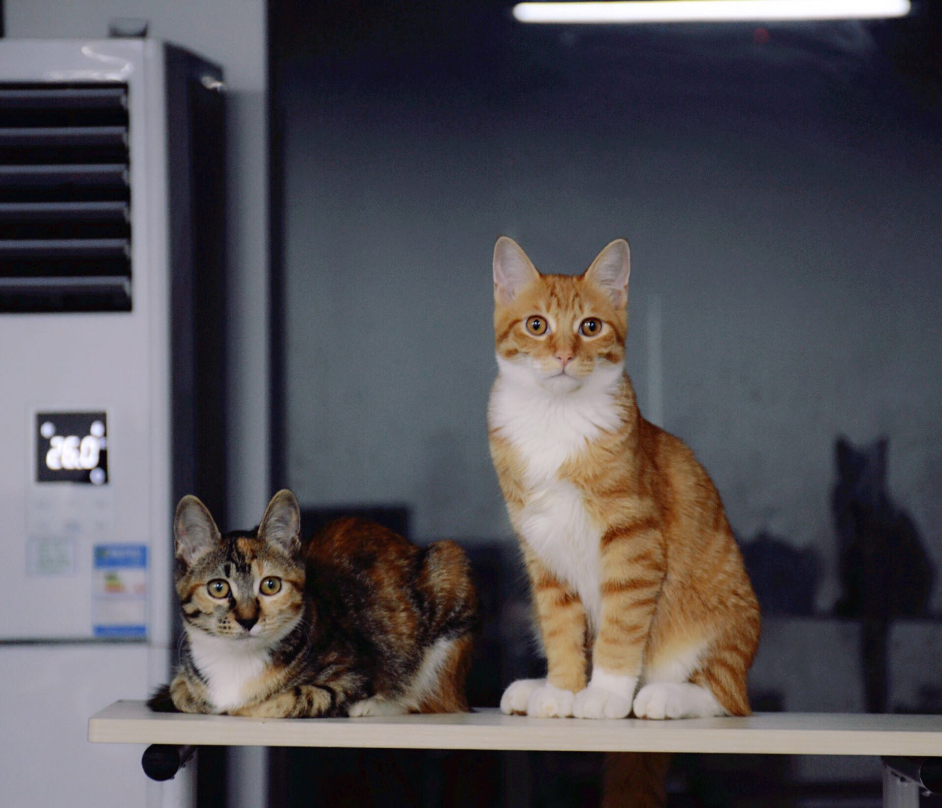 90后创业者的机会在哪里,一个90后创业者的反思