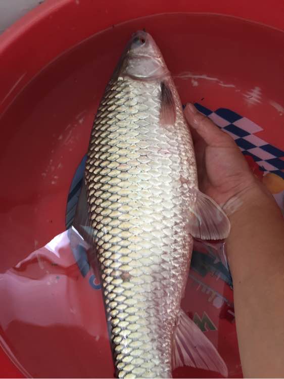 简单即快乐！1元的漂，杂牌3米6照样降服大麦鲮