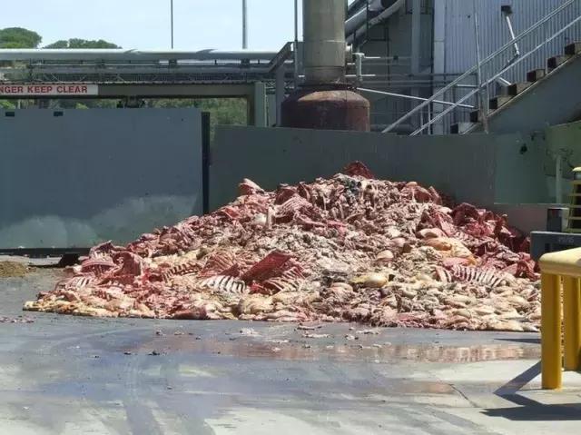 如何选正确狗狗粮,选好狗狗的六种技巧