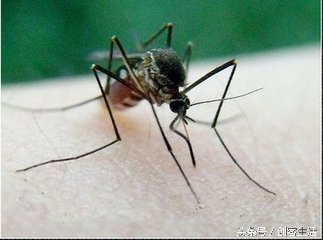 夏天蚊子最爱咬什么血型的人,不怕蚊子咬是什么血型