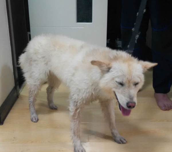 各个国家的土狗图片,20个国家土狗图片