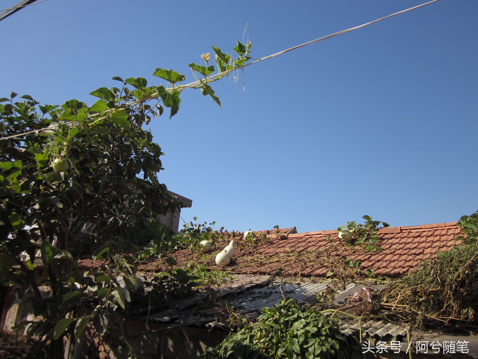 农村人最爱种植的20种“瓜”，你认识几个？|阿兮随笔