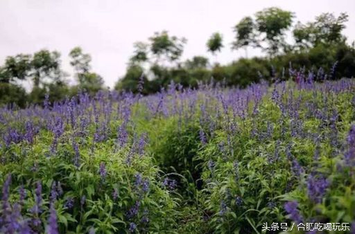 合肥附近自驾游能够去哪些地方玩,来合肥一定要玩的几个地方