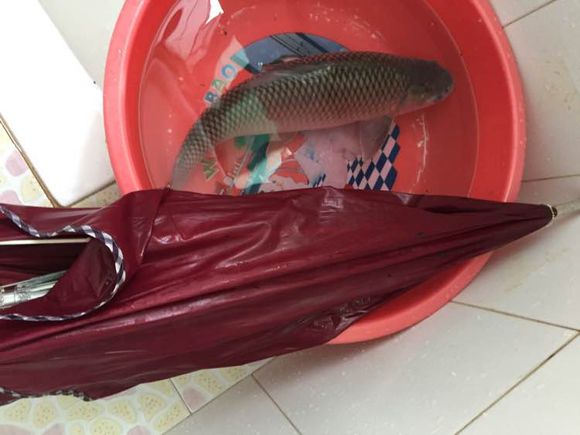 简单即快乐！1元的漂，杂牌3米6照样降服大麦鲮