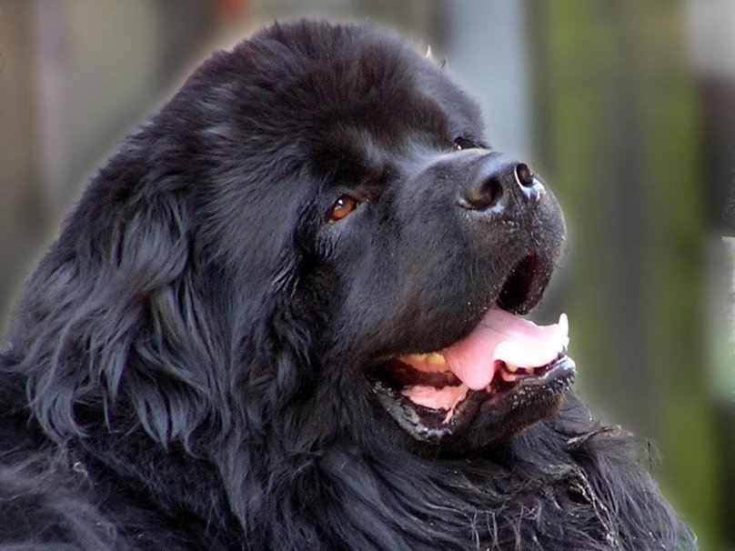 各个国家的土狗图片,20个国家土狗图片