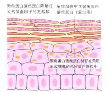 玩命儿补水还是感觉肌肤紧绷绷？也许该斟酌试试这些护肤品了