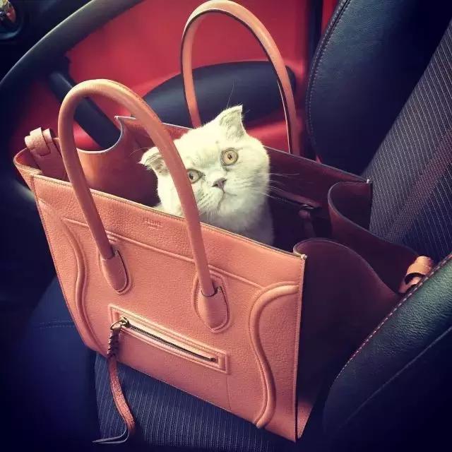 赵薇杨幂舒淇汤唯齐斗艳,赵薇舒淇黄晓明