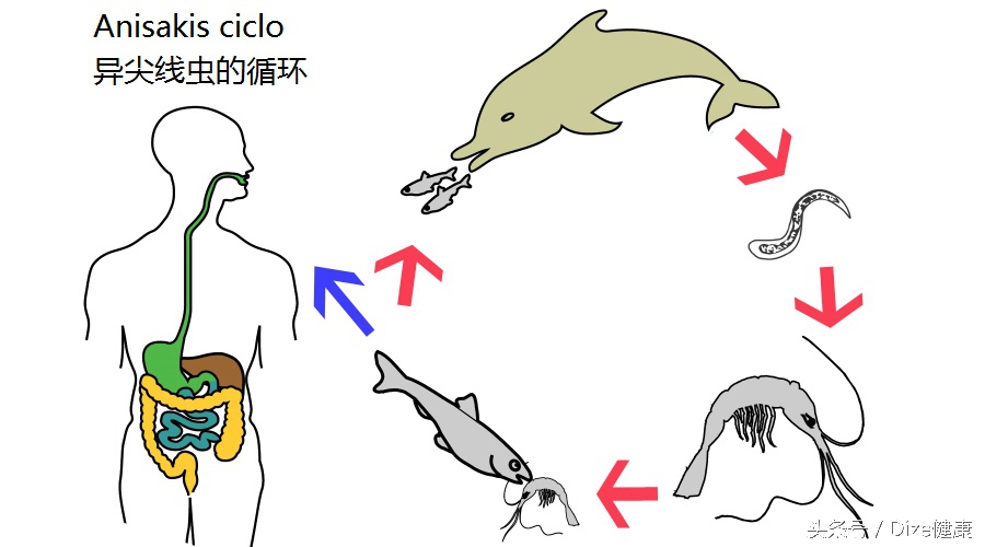日料的刺身有寄生虫吗,日料生鱼片有风险吗