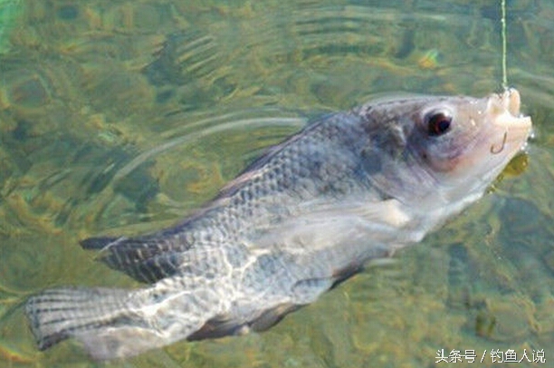 野钓罗非鱼饵料配方大全,野钓罗非鱼最佳饵料配方大全