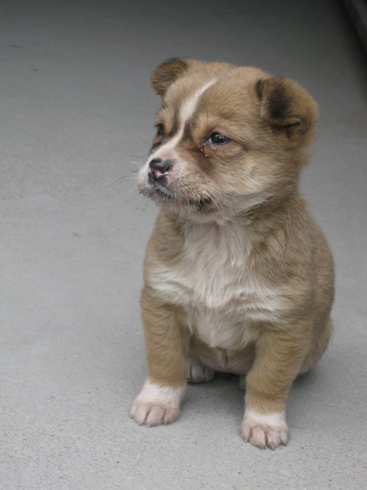 都说不要在淘宝买狗，不信给你看看卖家秀和卖家秀