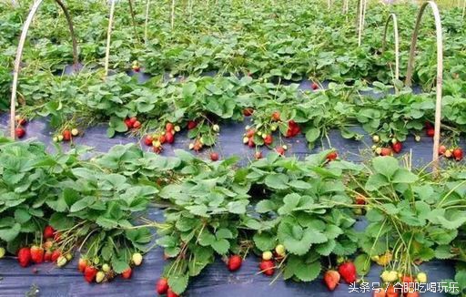 合肥附近自驾游能够去哪些地方玩,来合肥一定要玩的几个地方