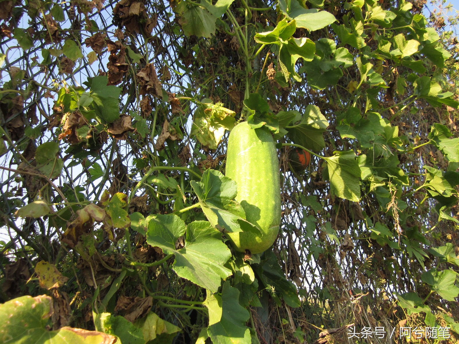 农村人最爱种植的20种“瓜”，你认识几个？|阿兮随笔