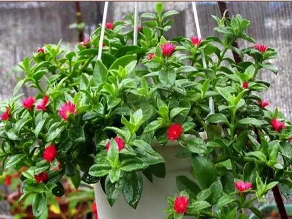 合适家里的小花盆,办公水培小花盆