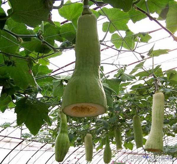 农村人最爱种植的20种“瓜”，你认识几个？|阿兮随笔