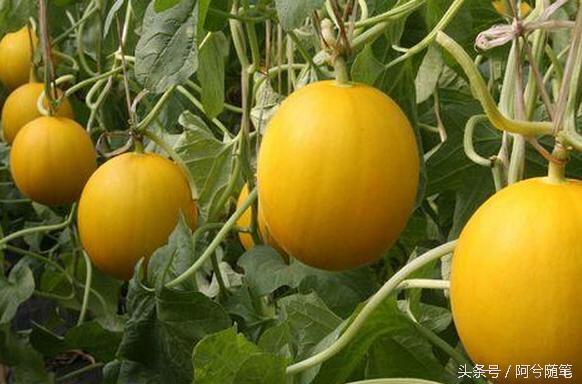 农村人最爱种植的20种“瓜”，你认识几个？|阿兮随笔