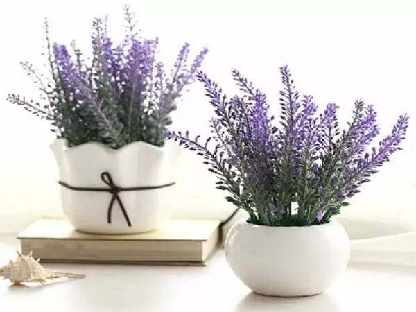 合适家里的小花盆,办公水培小花盆