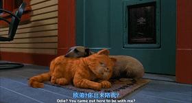 就让加菲毁掉你的中秋吧喵哈哈哈