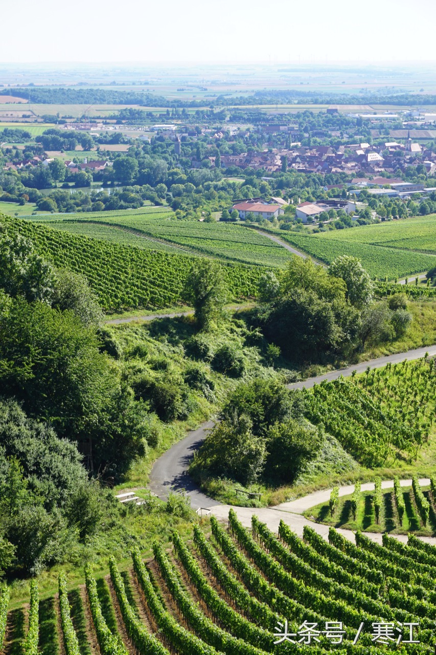 美丽的莱茵河东岸最著名的葡萄酒,法兰肯葡萄酒