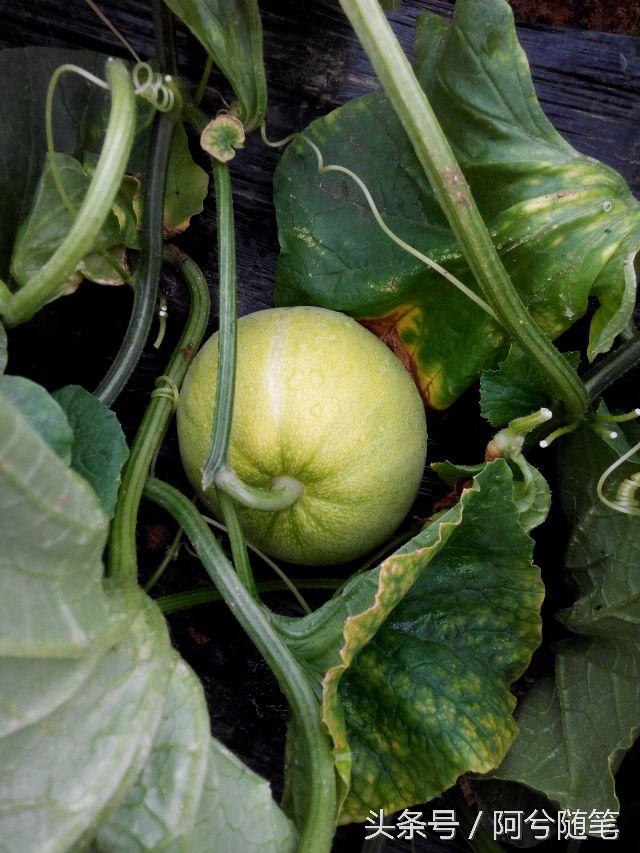 农村人最爱种植的20种“瓜”，你认识几个？|阿兮随笔
