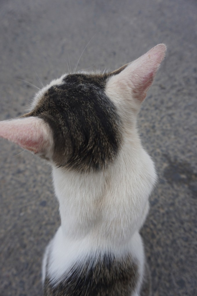 青海大西北之旅 (西宁青海湖张掖敦煌夏季之旅)